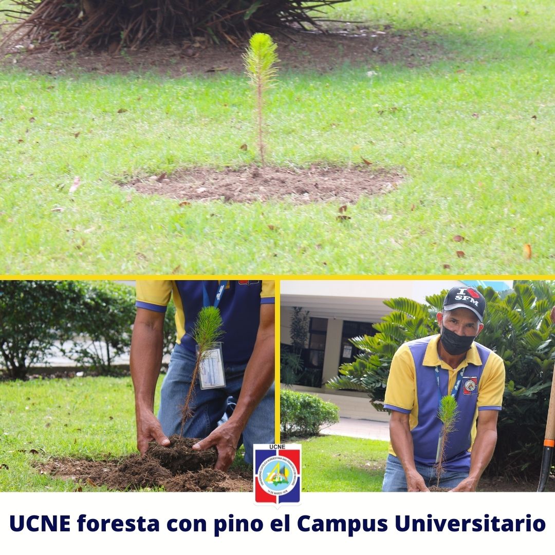 UCNE_foresta_con_pino_el_Campus_Universitario.jpg