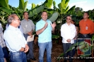 Producción de Cornos de Plátano