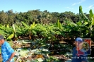 Proyecto Producción de Cornos de Plátano UCNE.