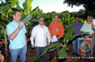 Producción de Cornos de Plátano