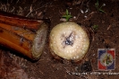 Proyecto Producción de Cornos de Plátano UCNE.