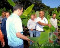 Proyecto Producción de Cornos de Plátano UCNE.
