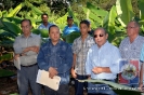 Producción de Cornos de Plátano