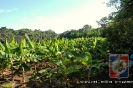 Proyecto Producción de Cornos de Plátano UCNE.