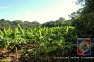 Producción de Cornos de Plátano