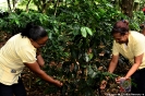 UCNE inaugura proyecto de café