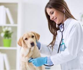 Veterinaria